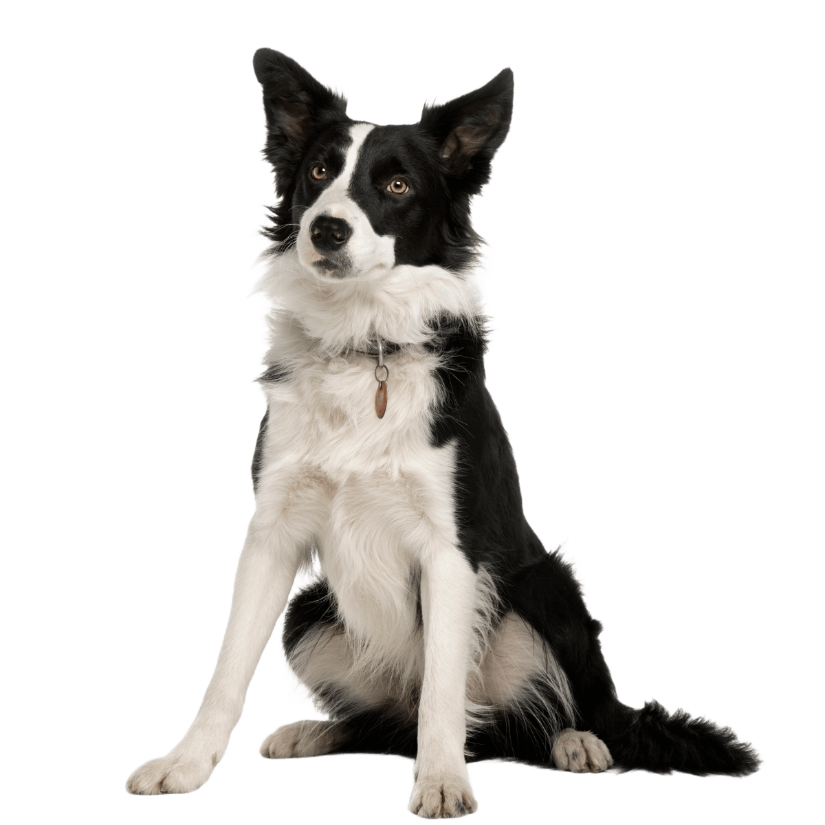 border collie dog