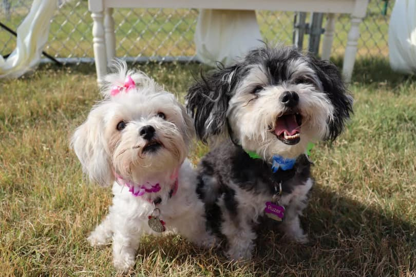 small puppies at Hays Veterinary Hospital