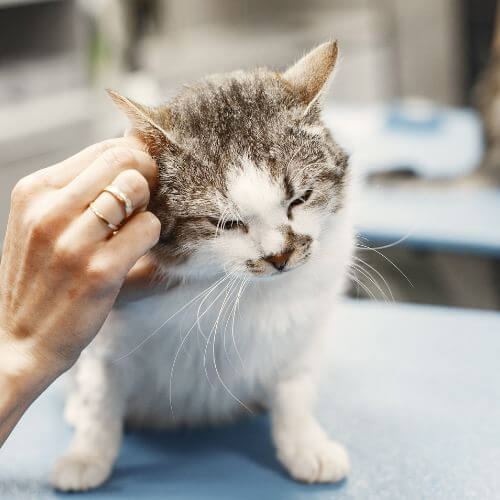 an injured cat getting treatment