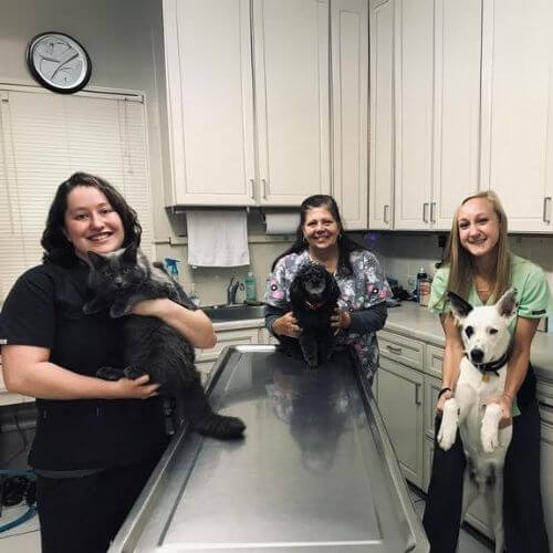 vets hold pets