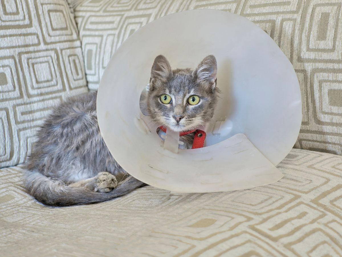 A cat wearing a cone sits on a couch