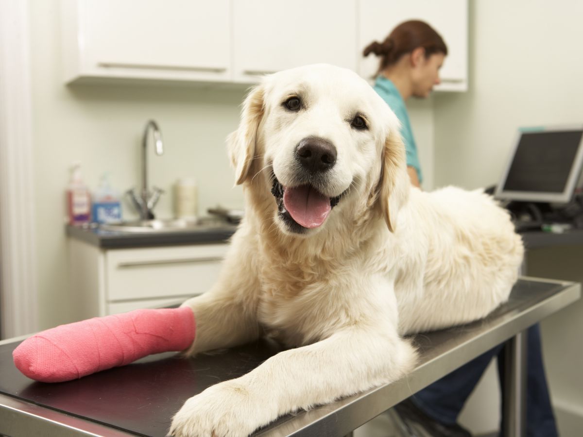 A dog on exam table with pink bandage on paw