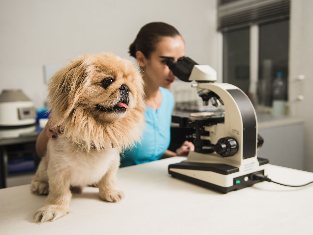 Female vet with dog and microscope
