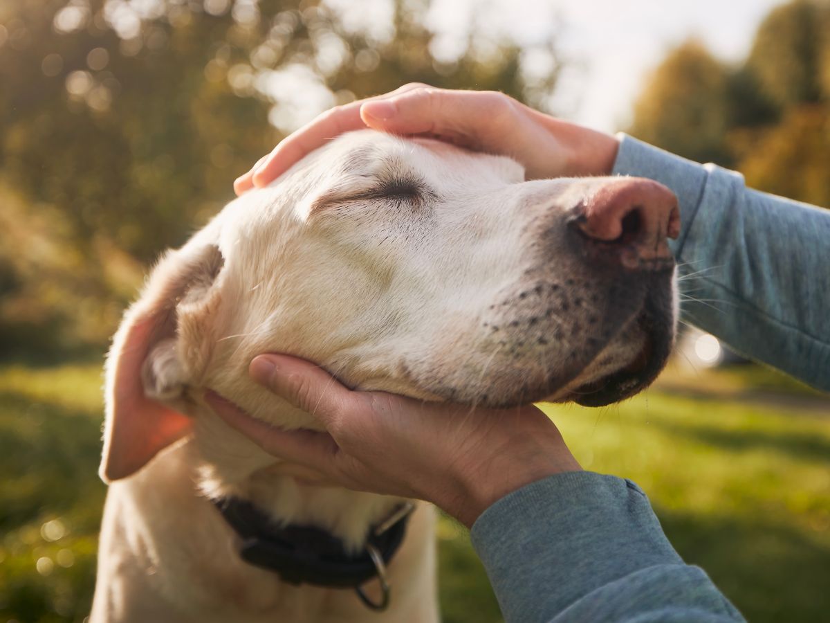 Man stroking his old dog