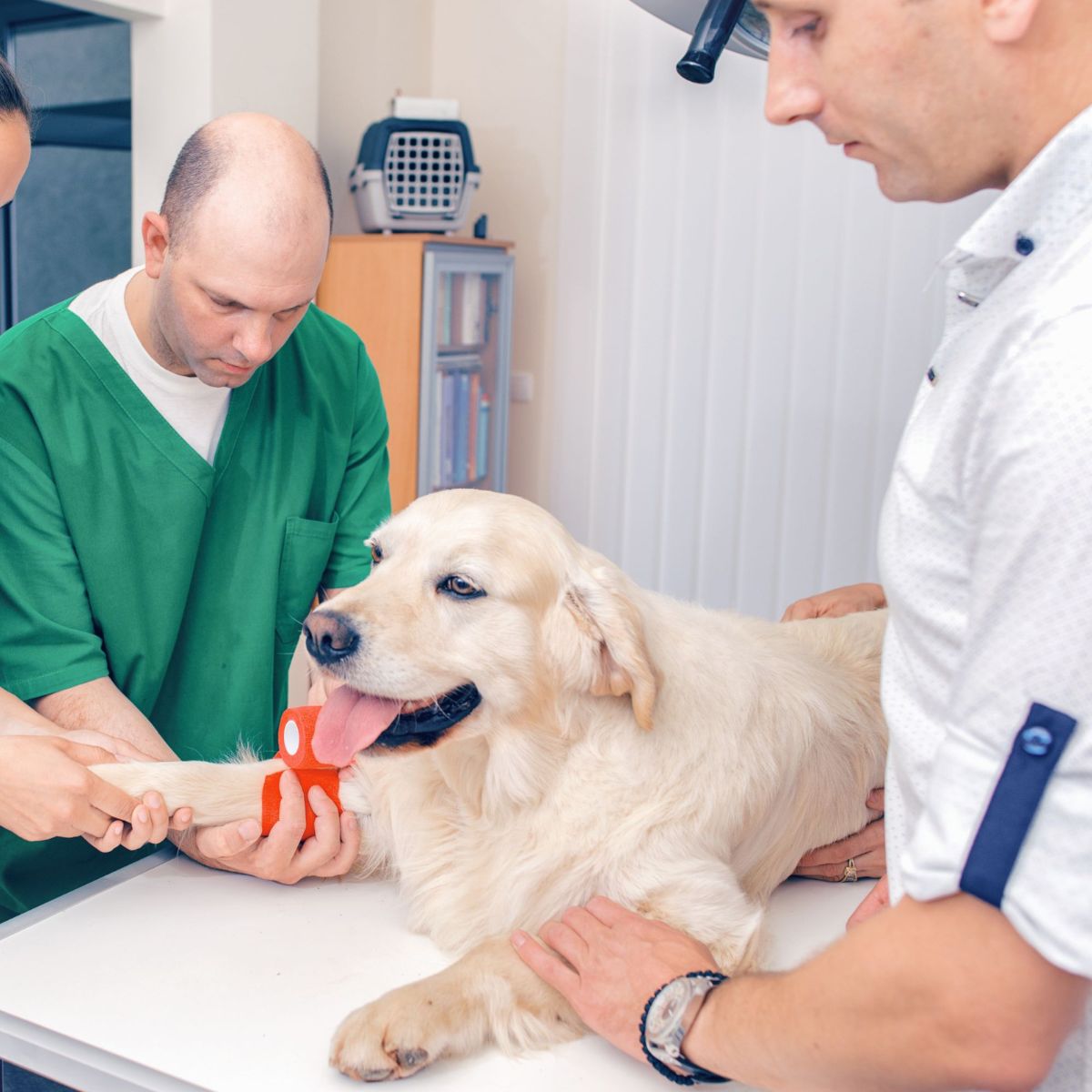Veterinarians applying a bandage to a dog