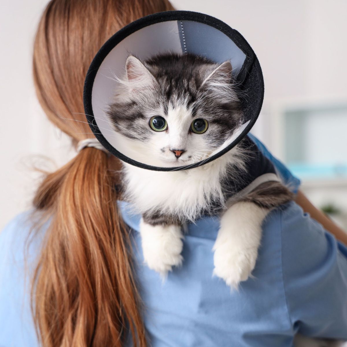 cat wearing surgical cone