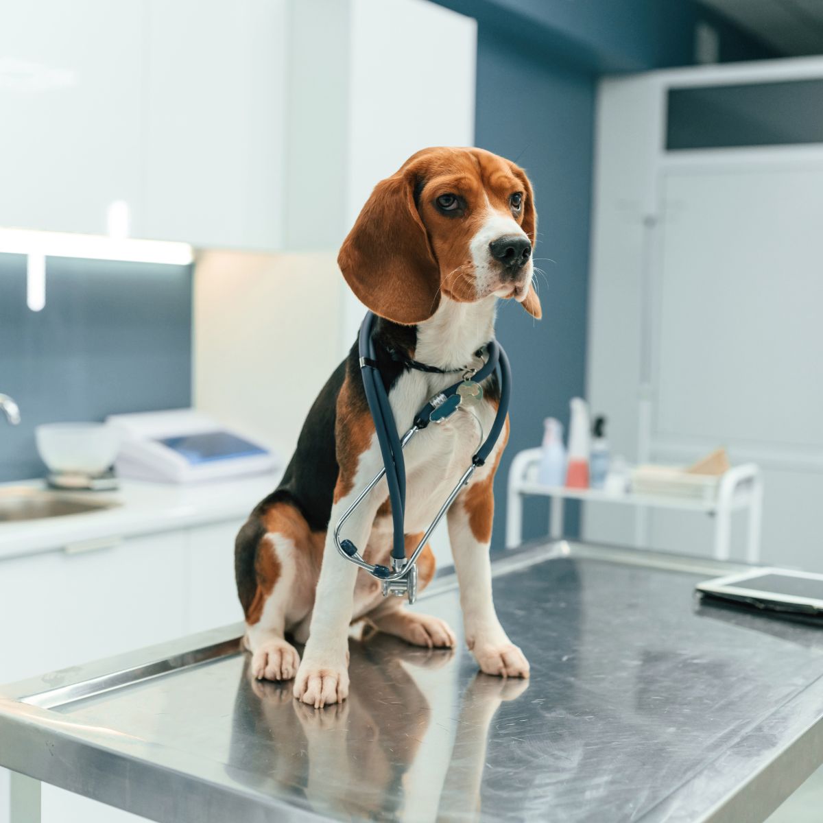 dog is sitting on the table in veterinary clinic
