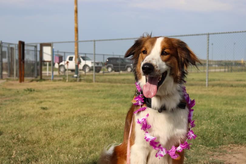 dog wearing a colorful lei around its neck