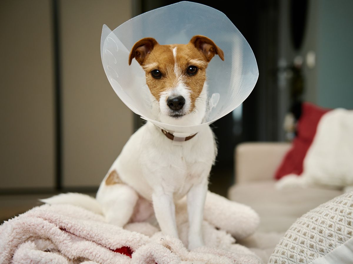 dog wearing a protective cone around its head