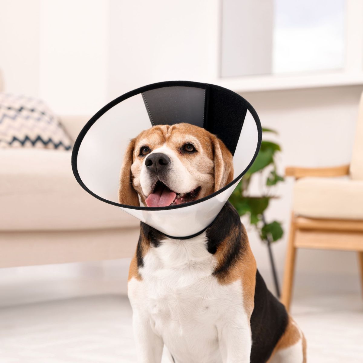 dog wears surgical cone