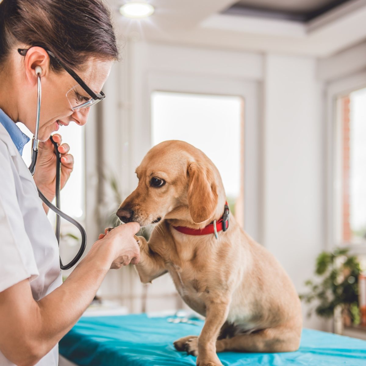 female veterinarian checking up the dog