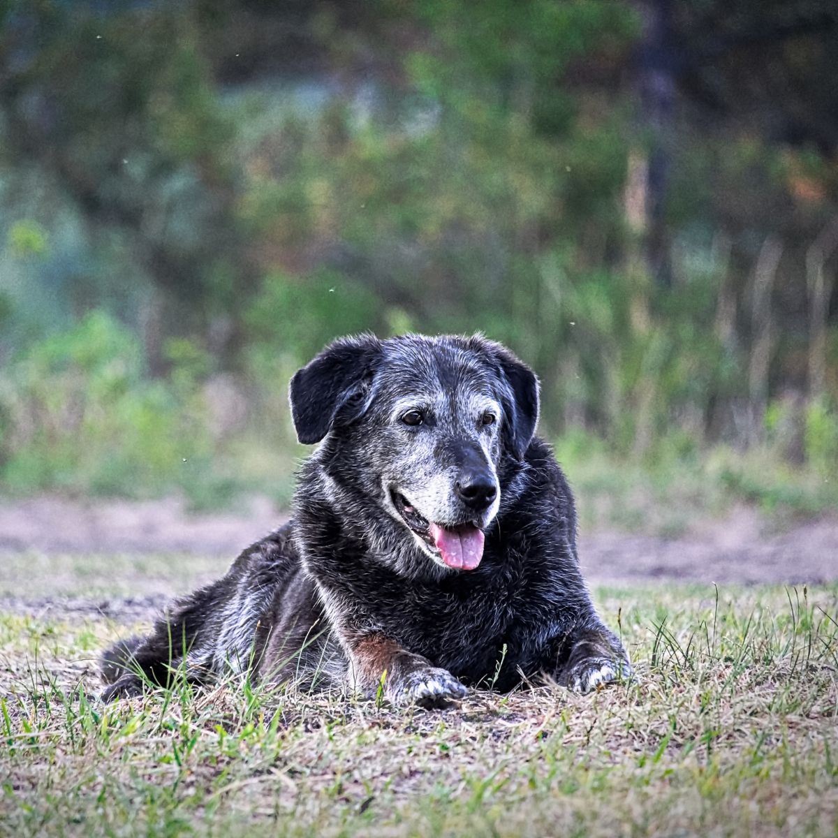 old dog resting on green grass