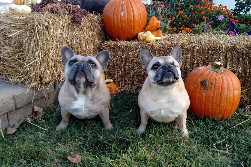 two dogs sitting in the grass