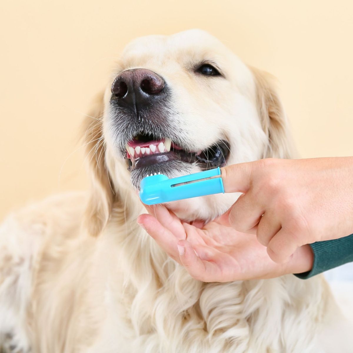 vet brushing a dog's teeth