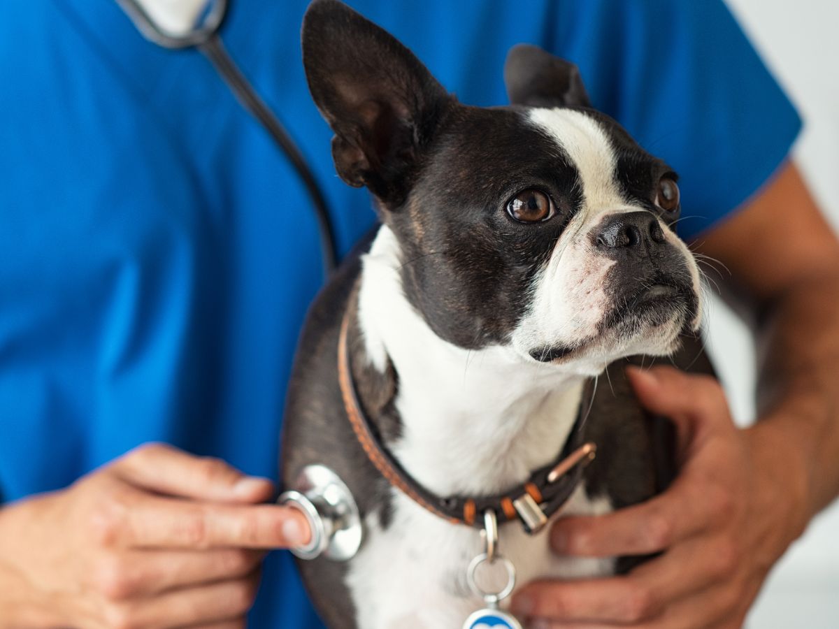 vet examine the dog