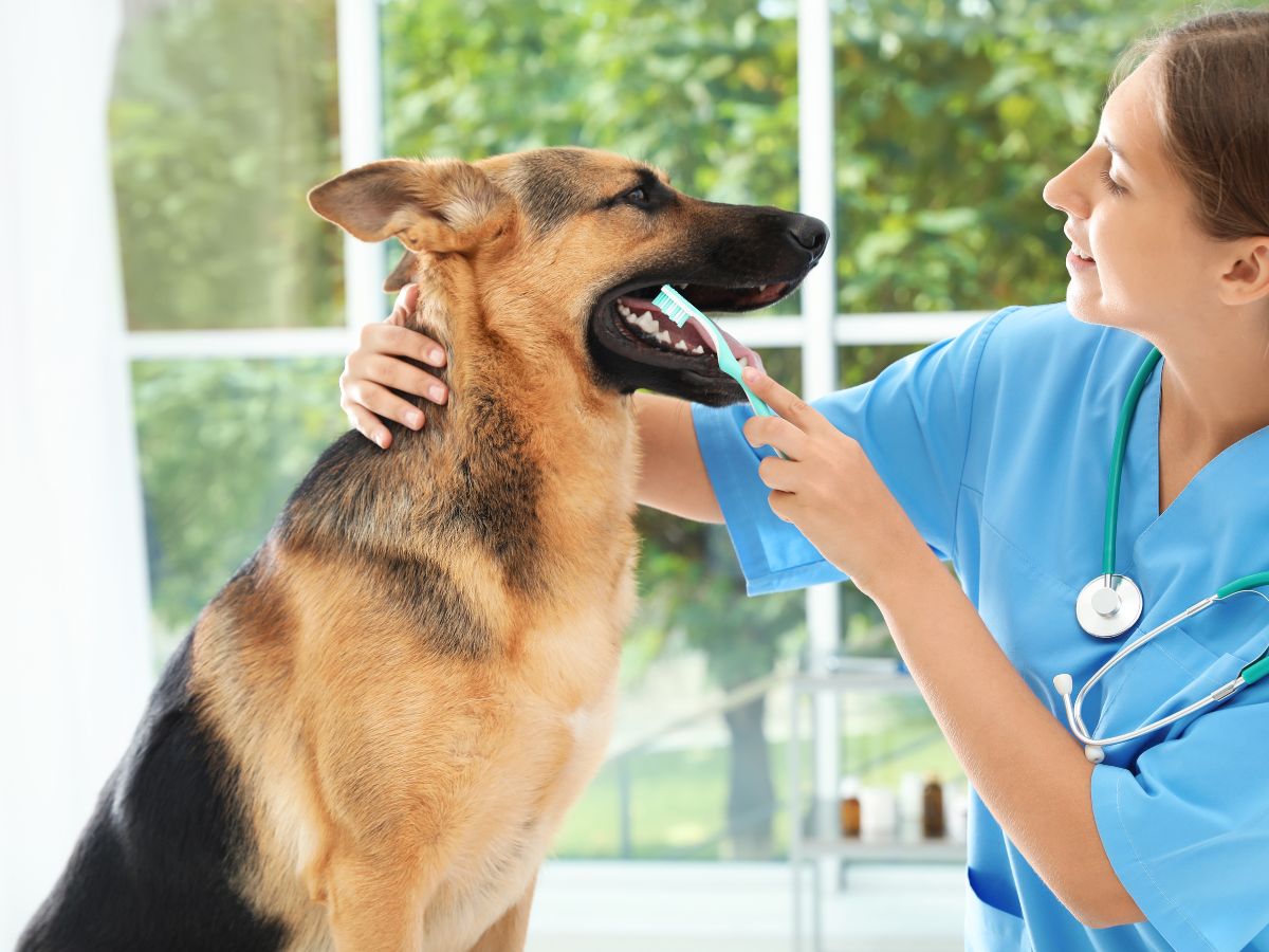 vet examines a dog's teeth