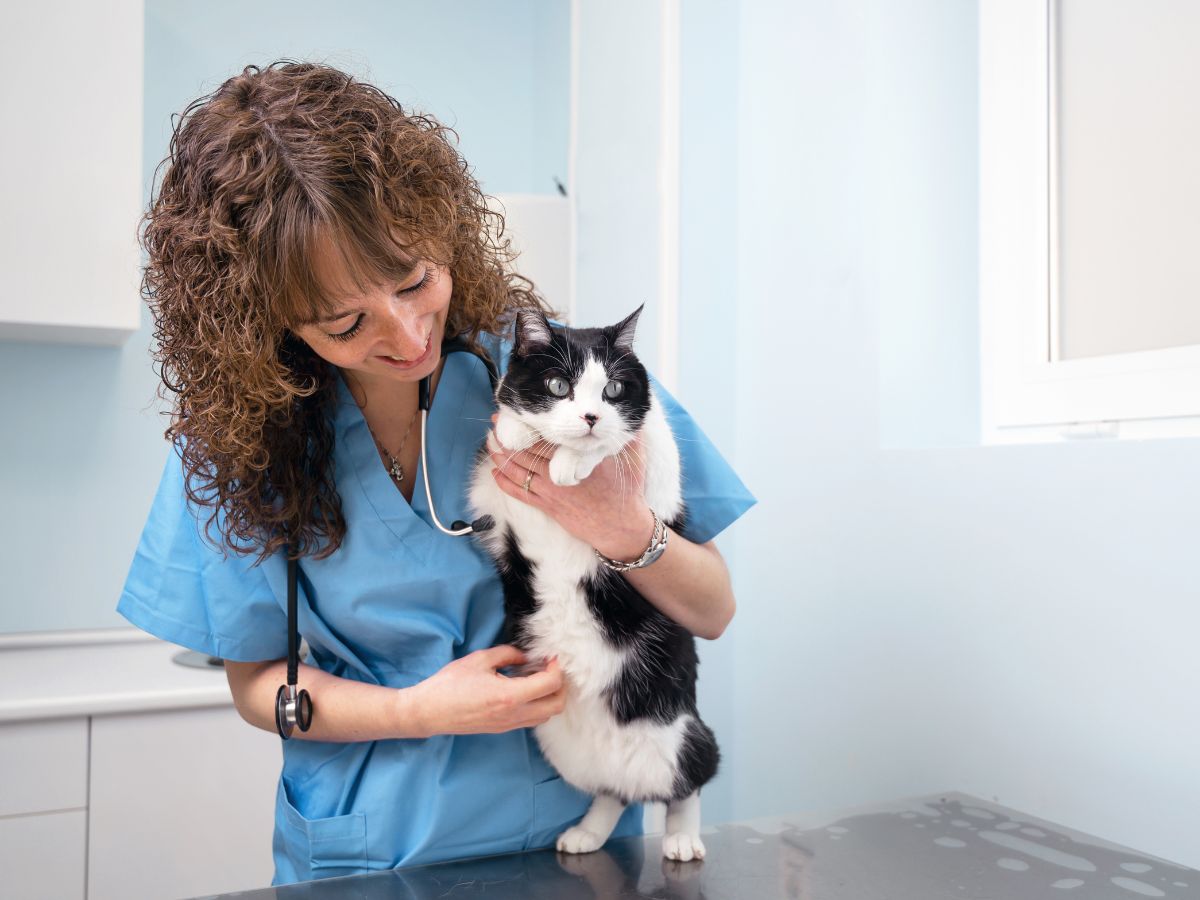 vet gently holds a cat