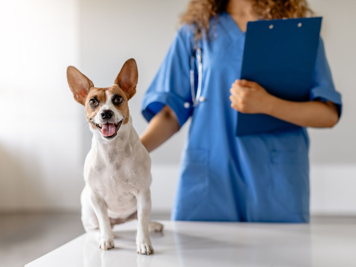 vet stands beside a dog