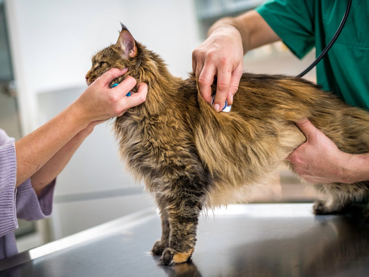 veterinarian examines a cat using a stethoscope
