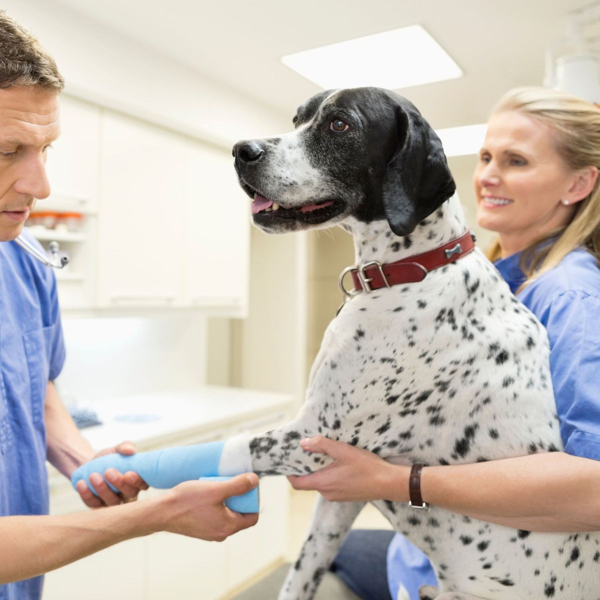veterinarian examines a dog with a cast on its leg
