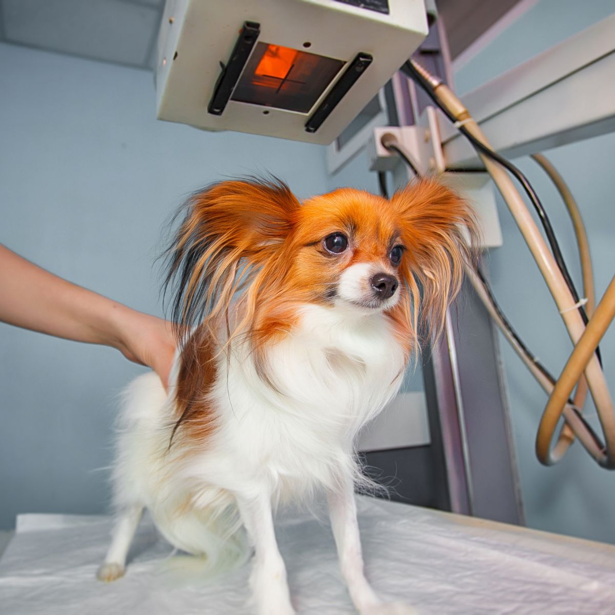 veterinarian performing radiology on the dog