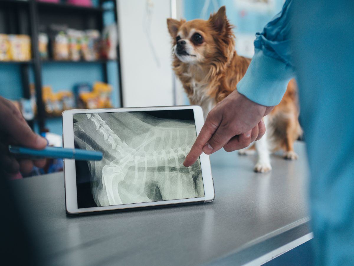 veterinarians examining dog's xray