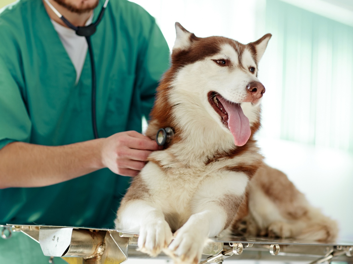 A veterinarian examines a husky dog using a stethoscope