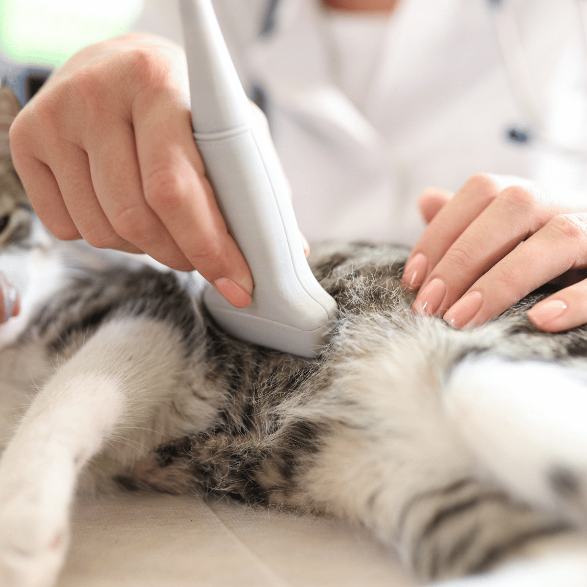 cat getting ultrasound exam